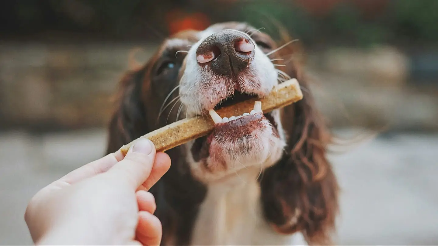 dog chewing a chew