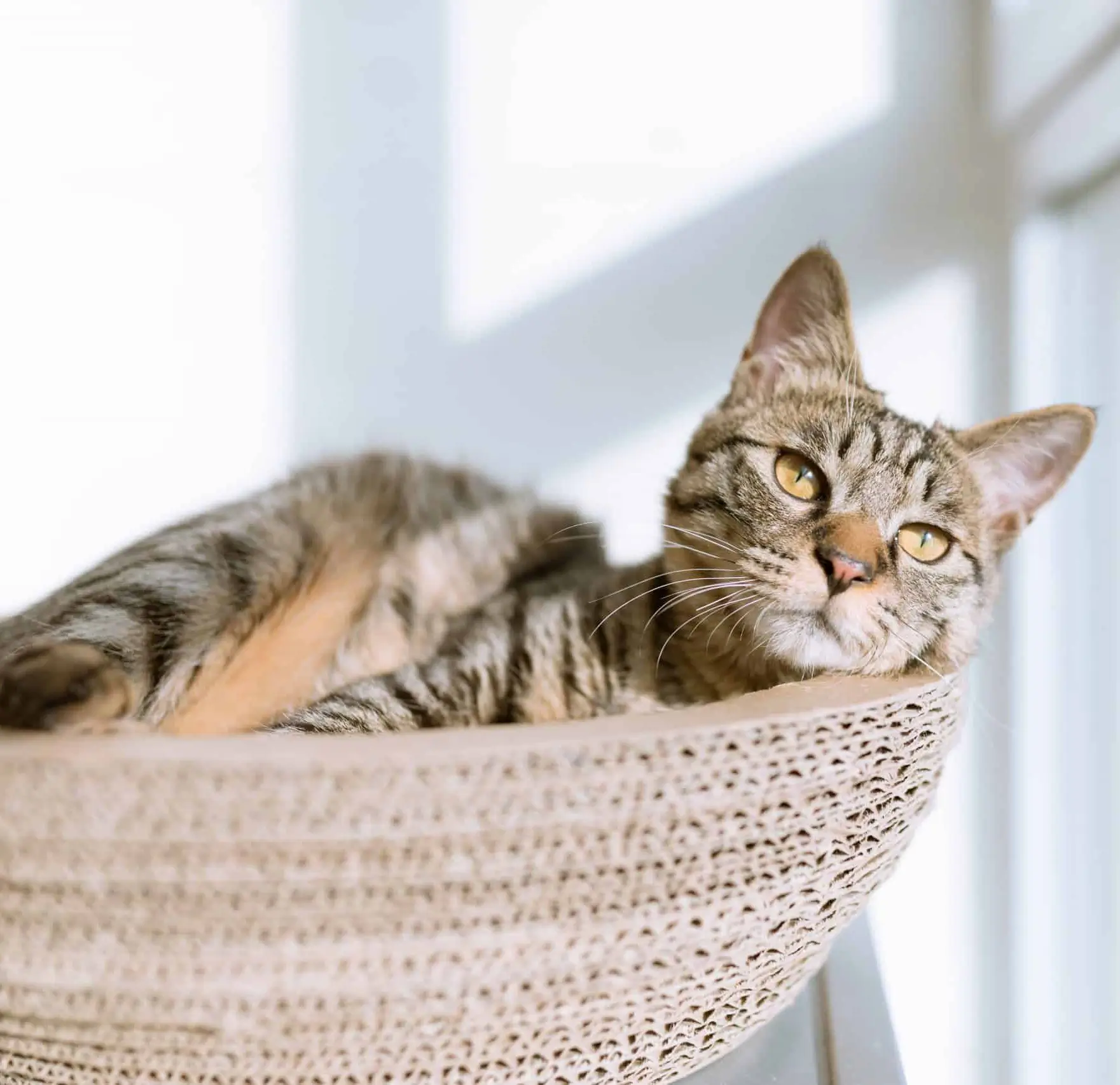 cat in basket